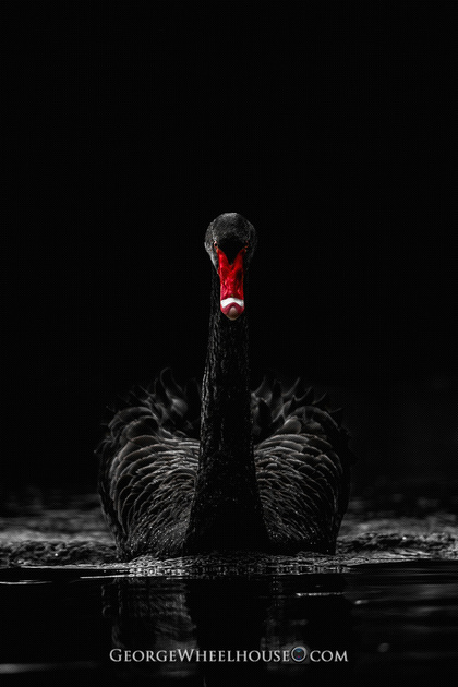 Black swan free download
